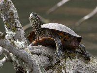 Turtle2.JPG
