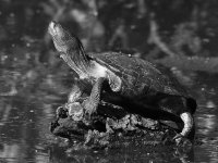 TurtleBW.JPG