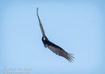 _NIK0289 low res.jpg