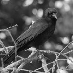 CrowBW.JPG
