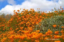 poppies N 500_8912.jpg