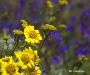 Yellow flowers N 500_8930.jpg