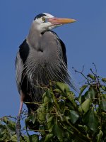 BlueHeron2.JPG