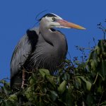 BlueHeron6.JPG