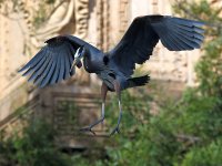 BlueHeron9.JPG