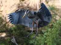 BlueHeron10.JPG
