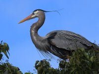 BlueHeron16.JPG