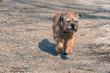 Jersey Girl BT on the Run-60177.jpg