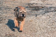 Jersey Girl BT on the Run-60179.jpg