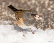 Junco-410.jpg