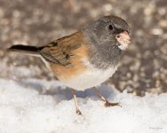Junco-411.jpg