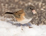 Junco-412.jpg