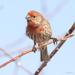 HouseFinch-426.jpg