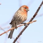 HouseFinch-427.jpg