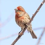 HouseFinch-428.jpg