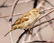 HouseSparrow-400.jpg