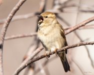 HouseSparrow-401.jpg