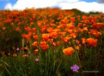 poppies N 500_8907.jpg