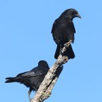 Crow.JPG