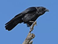 Crow3.JPG