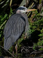 GBH4.JPG