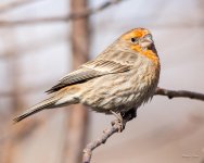 HouseFinch-430.jpg