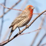 HouseFinch-432.jpg