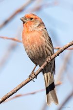 HouseFinch-433.jpg