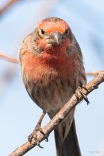 HouseFinch-434.jpg