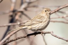 HouseFinch-437.jpg