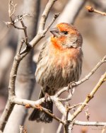 HouseFinch-438.jpg