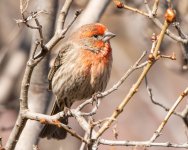 HouseFinch-439.jpg