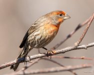 HouseFinch-440.jpg