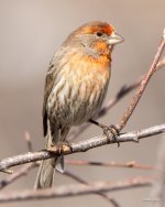 HouseFinch-441.jpg