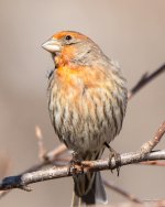 HouseFinch-442.jpg
