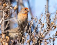HouseFinch-443.jpg