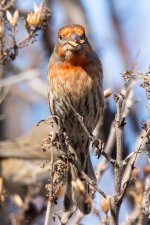 HouseFinch-447.jpg