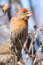 HouseFinch-448.jpg