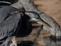 BlueHeron.JPG