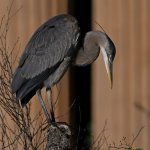 BlueHeron2.JPG