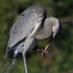 BlueHeron8.JPG