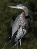 BlueHeron9.JPG