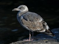 Gull.JPG