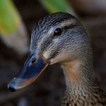 Mallard.JPG