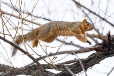 RockyTheSquirrel-400.jpg