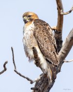 RedTail-431.jpg