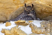 OwlNestOwlet-400.jpg