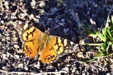 _ROY6235_00001.jpg