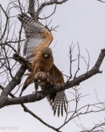 RS Hawks mate-8133.JPG
