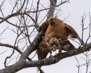 RS Hawks mate-8153.JPG